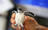 Bébés tortues