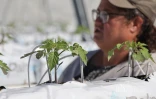 nicole lebon agricultrice 3 mois apres le passage du cyclone  Garance 