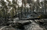 Une zone brûlée par un incendie dans la forêt de Fontainebleau, le 14 juillet 2026à Noisy-sur-Ecole, en Seine-et-Marne