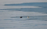 Un ours polaire mâle attaque un morse sur la banquise près des glaciers de l'est du Spitzberg, dans l'archipel du Svalbard, le 9 avril 2025