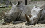 Bruno (G) et Gracie, les deux rhinocéros restant au zoo de Thoiry, le 8 mars 2017, au lendemain de la mort de leur comparse Vince, 4 ans, abattu de trois balles dans la tête, la corne principale sciée et volée
