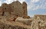 Photo prise le 1er novembre 2020 montrant un chien au milieu des ruines du temple romain d'al-Baqirah, dans le nord-ouest de la Syrie, où des déplacés se sont installés