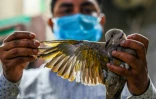 Le vétérinaire Rajkumar Rajput examine un oiseau blessé au Charity Bird hospital, le 24 août 2021 à Gurugram, en Inde