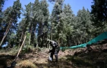 Un ancien militaire plante des arbres Ă Usme, au sud de Bogota, le 16 avril 2024 en Colombie