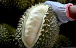 Un homme ouvre un durian pour en inspecter la qualité, le 15 août 2026 dans la province vietnamienne de Dak Lak 