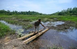 Un soldat de la Force opérationnelle spéciale sri-lankaise (STF) travaille dans une plantation à Katukurunda pour remettre en culture des champs pollués par le sel de la mer, le 28 mars 2025 au Sri Lanka