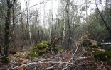 La forêt de Weitbruch, dans le Bas-Rhin, le 13 décembre 2019, vingt ans après la tempête de décembre 1999