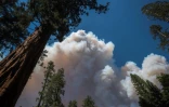 Des panaches de fumée au dessus de sequoias géants dans la zone de Mariposa Grove dans le parc Yosemite, en Californie, le 11 juillet 2022