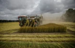 Récolte du lin dans un champ en Normandie, le 15 juillet 2020
