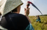 Des participantes au championnat du monde de fauchage à Trzcianna, dans le nord-est de la Pologne, le 10 septembre 2016
