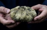 Une truffe blanche dans une boutique à Alba, près de Turin, le 24 octobre 2018 en Italie