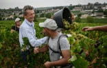 Stéphane Follin-Arbelet, directeur général du Château de Meursault avec des vendangeurs, le 26 août 2025 à Meursault, en Côte d'Or