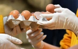 45 élevages répartis dans 15 départements ont employé un médicament vétérinaire à base d'amitraze, en dehors du mode d'utilisation autorisé, selon le ministère de l'Agriculture