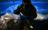 Un pêcheur trie des poissons après avoir remonté ses filets, au large de La Rochelle, le 21 février 2024, alors que la pêche dans le golfe de Gascogne a repris après une interdiction d'un mois