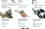 Les lémuriens en voie d'extinction