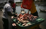 Déchargement de poissons au port de Panama, le 23 septembre 2026