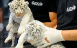 Trois bébés tigres blancs sont également nés à Amnéville le 30 juin