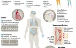 Les effets du froid sur le corps