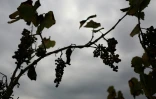 Des grappes de raisin pourrissent dans les rangs d'un ancien vignoble, le 13 octobre 2025 Ă Lodi, en Californie
