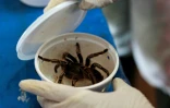 Tarantules envoyées par la poste : le Nicaragua exporte ses animaux exotiques