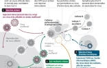 Vaccins et réponse immunitaire