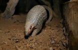 Un pangolin dans le parc national de Cuc Phuong, dans le nord du Vietnam, en septembre 2020