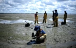Des scientifiques de l'OFB collectent des zostères sur l'estran de l'Île aux Oiseaux pour les replanter lors d'une opération de lutte contre l'érosion et l'ensablement du Bassin d'Arcachon, le 13 mai 2025 en Gironde