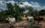 Du bétail dans la forêt de  Shakahola, dans l'est du Kenya, où des dizaines de membres d'une secte prônant le jeûne extrême ont été retrouvés morts, le 24 avril 2023