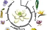 Le tout dernier arbre évolutif des plantes à fleurs, construit à partir des informations génétiques des différentes espèces, fourni par l'université de Paris-Sud le 31 juillet 2017