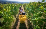 Vendanges dans les vignes d'appelation Crémant d'Alsace à Marlenheim dans le Bas-Rhin, le 11 août 2022