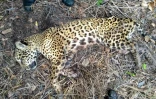 Un jaguar plus tard nommé Jatobazinho, a été découvert dans le Pantanal brésilien, dans l'État du Mato Grosso, avec des signes de déshydratation et extrêmement maigre, en 2018
