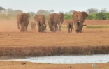 Des éléphants dans le parc national kenyan de Tsavo Est, le 22 août 2018.