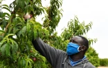 Un homme travaille dans un champ de nectarines Ă Alcarras (Espagne) le 22 mai 2021