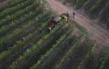 Vendanges dans les rangs de cépage Tannat, le 13 mars 2023 dans le vignoble de la bodega Bouza, à Melilla, en Uruguay 