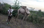 Un berger et l'un de ses chameaux dans le woreda d'Amibara, le 16 octobre 2025 dans la région de l'Afar, en Ethiopie