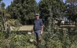L'agriculteur Nico Thuynsma et l'une des variétés de protéas poussant dans sa ferme de Cullinan, à l'est de Pretoria, le 3 juin 2025 en Afrique du Sud