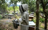 Un apiculteur du village colombien de Chengue s'affaire près de ses ruches, le 29 août 2019