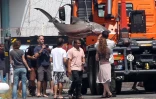 Jeudi 29 Septembre 2011

Capture d'un requin bouledogue