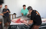 Jeudi 29 Septembre 2011
Capture d'un requin bouledogue
