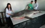 Jeudi 29 Septembre 2011
Capture d'un requin bouledogue