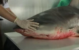 Jeudi 29 Septembre 2011

Capture d'un requin bouledogue