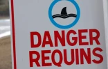 Les requins sèment la panique