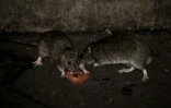 Deux rats se partagent une tranche de tomate, rue de Rivoli à Paris le 15 décembre 2016