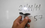 Photo-identification des bébés tortues (photo S. Ciccione)