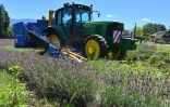 Récolte de la lavande près de Chatuzange-le-Goubet, le 12 juillet 2019 dans le sud-est de la France