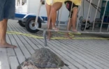 Deux tortues ont été victimes des fils de pêche (photo Kélonia)