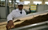 Un employé surveille une machine dans une usine qui produit du thé dans le comté de Nyeri, au nord de Nairobi, le 27 septembre 2019