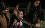 La thérapeute Andrea Ribeiro (g) et la biologiste Beatriz Araujo (d) assistent le patient Paulo Palacio Santos lors d'une séance de thérapie avec des reptiles à Sao Paulo, au Brésil, le 30 mai 2023