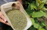 Du kratom séché, le 25 décembre 2018 à Pontianak en Indonésie