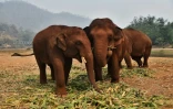 Des éléphants au refuge du Elephant Nature Park, près de Chiang Mai, le 13 mars 2020 en Thaïlande